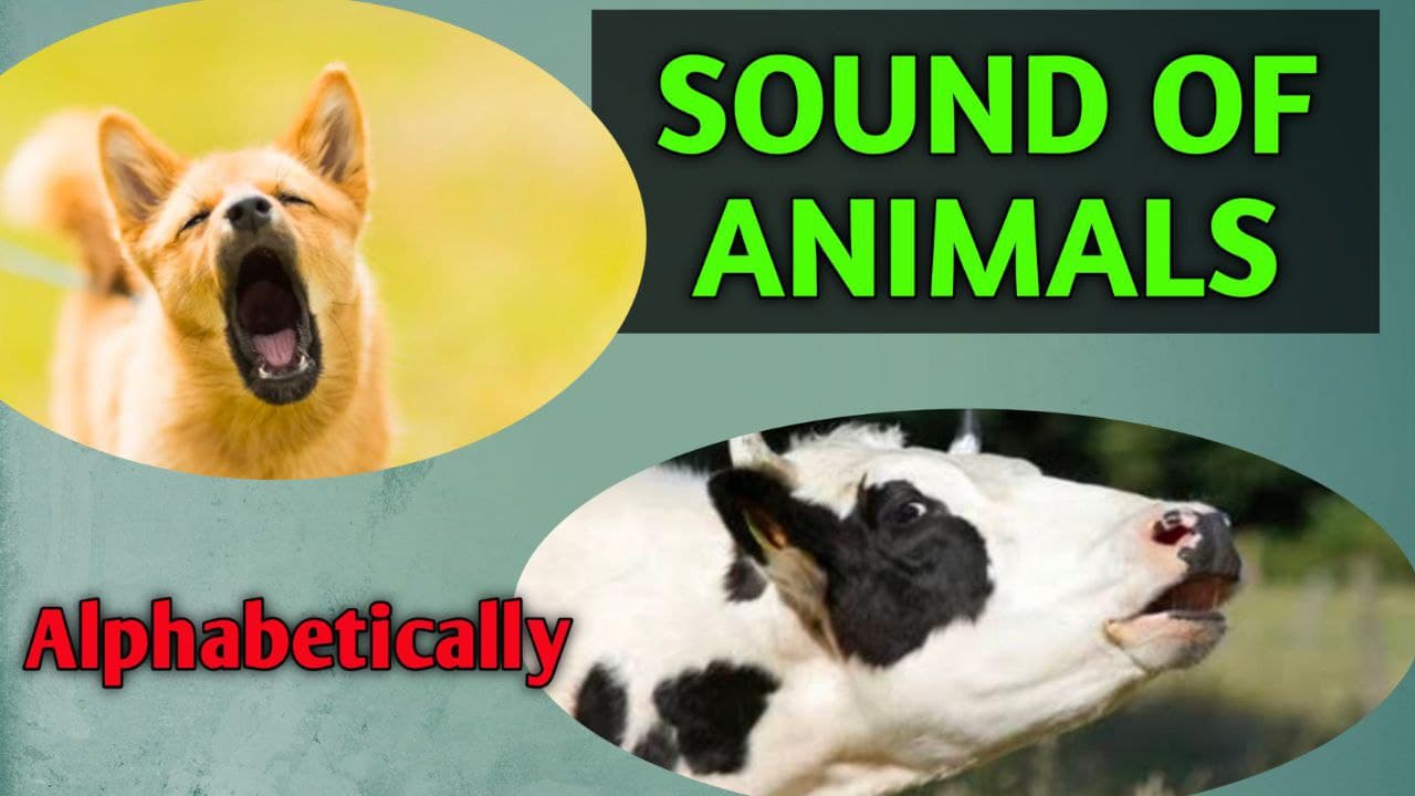 Sound Of Animals - Study Solves